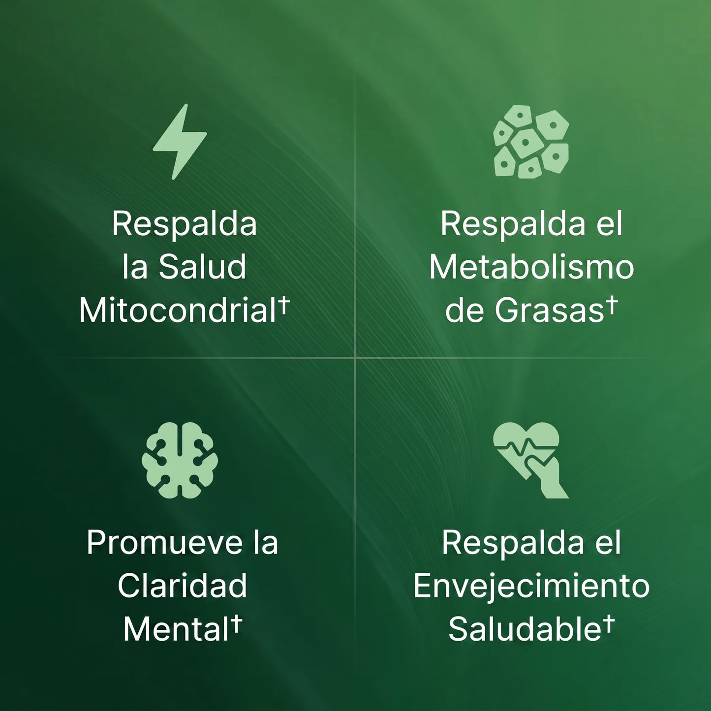 Amla Extracto de Superfruta O Positive